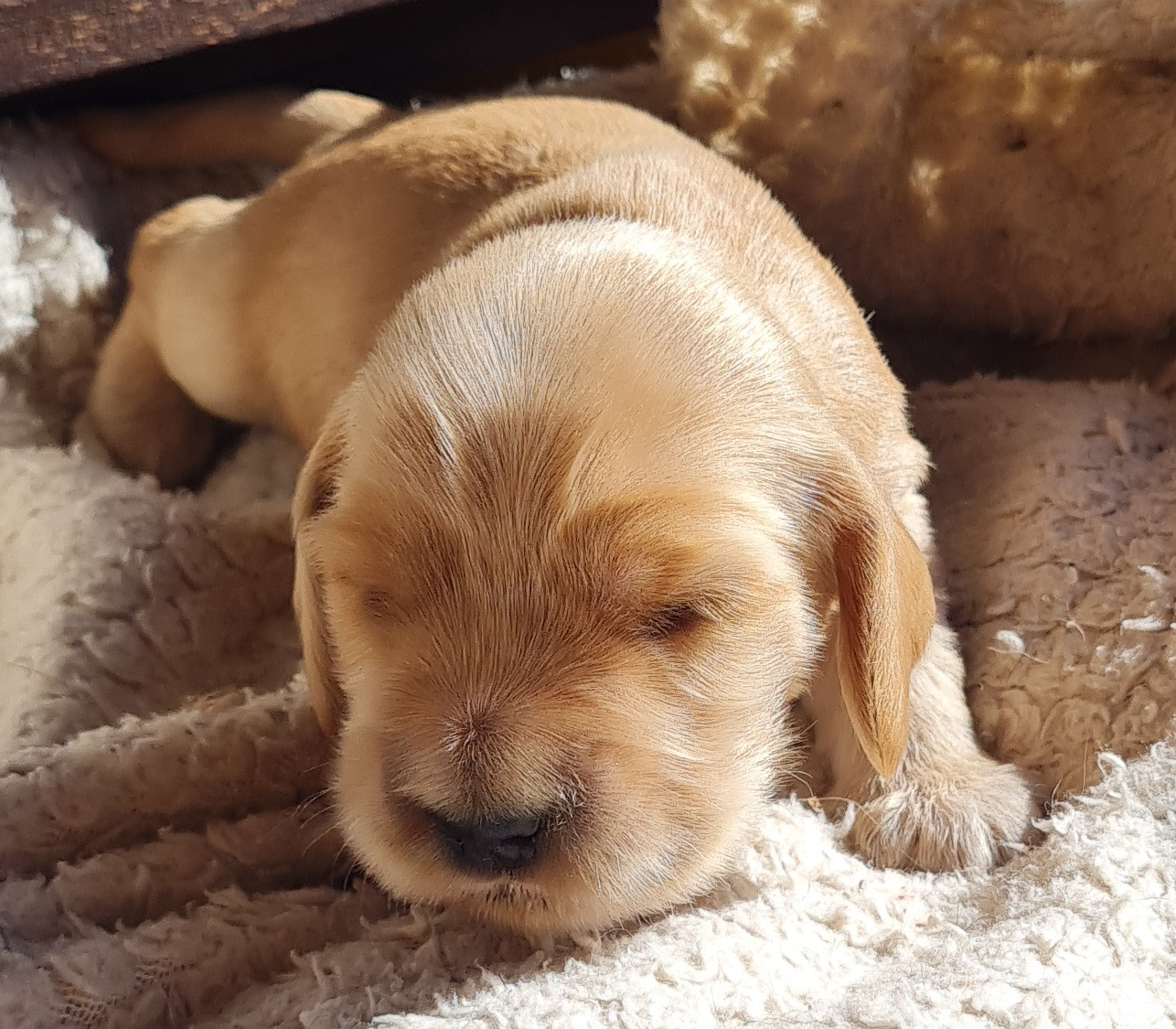 du Grand Cougnot - Chiots disponibles - Cocker Spaniel Anglais