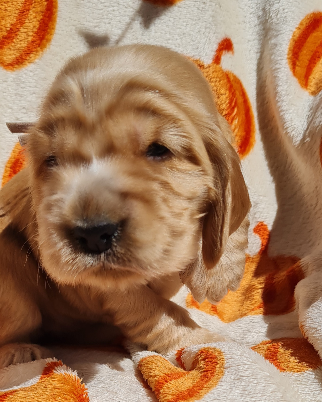 du Grand Cougnot - Chiots disponibles - Cocker Spaniel Anglais