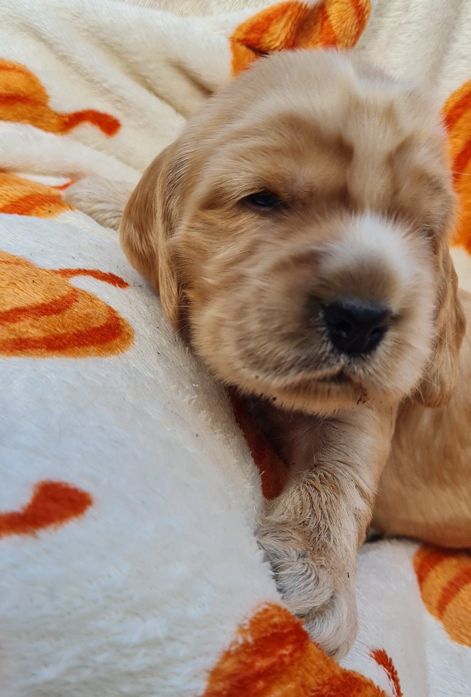 du Grand Cougnot - Chiots disponibles - Cocker Spaniel Anglais