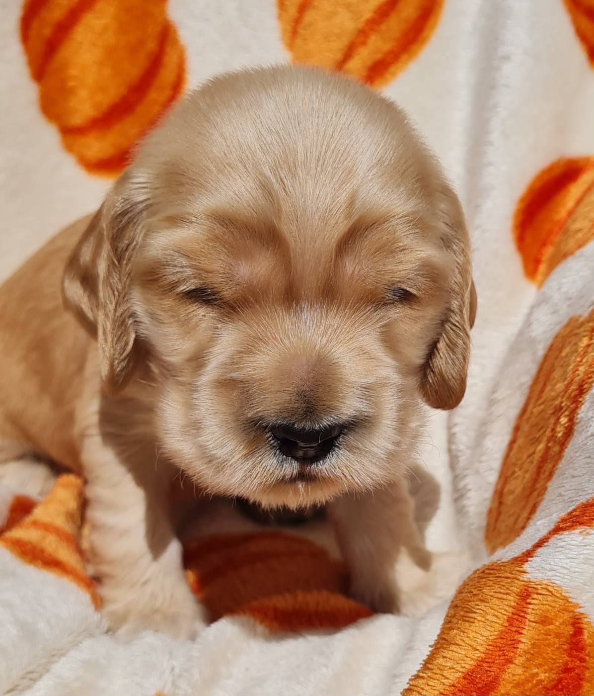du Grand Cougnot - Chiots disponibles - Cocker Spaniel Anglais