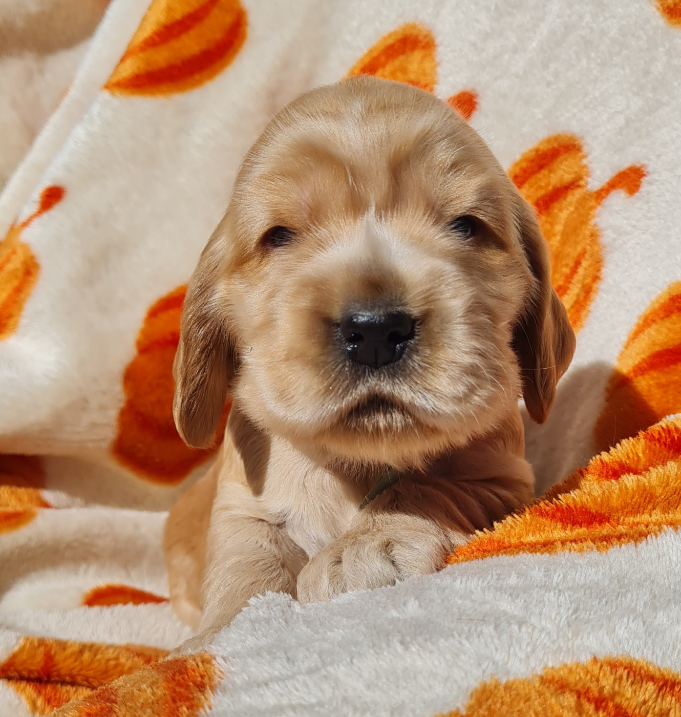 du Grand Cougnot - Chiots disponibles - Cocker Spaniel Anglais