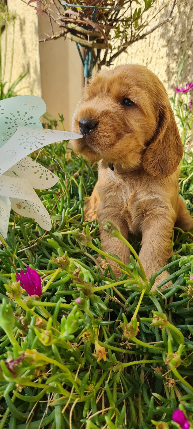 du Grand Cougnot - Chiots disponibles - Cocker Spaniel Anglais