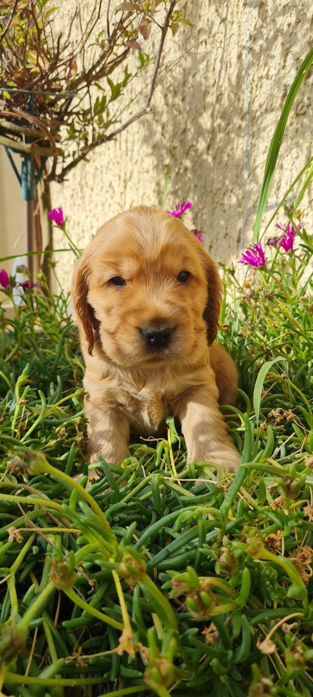 du Grand Cougnot - Chiots disponibles - Cocker Spaniel Anglais