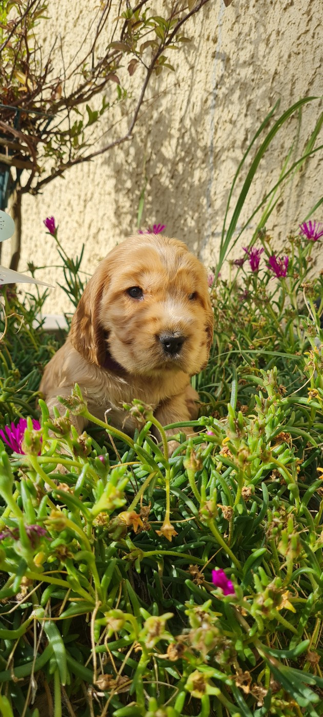 du Grand Cougnot - Chiots disponibles - Cocker Spaniel Anglais