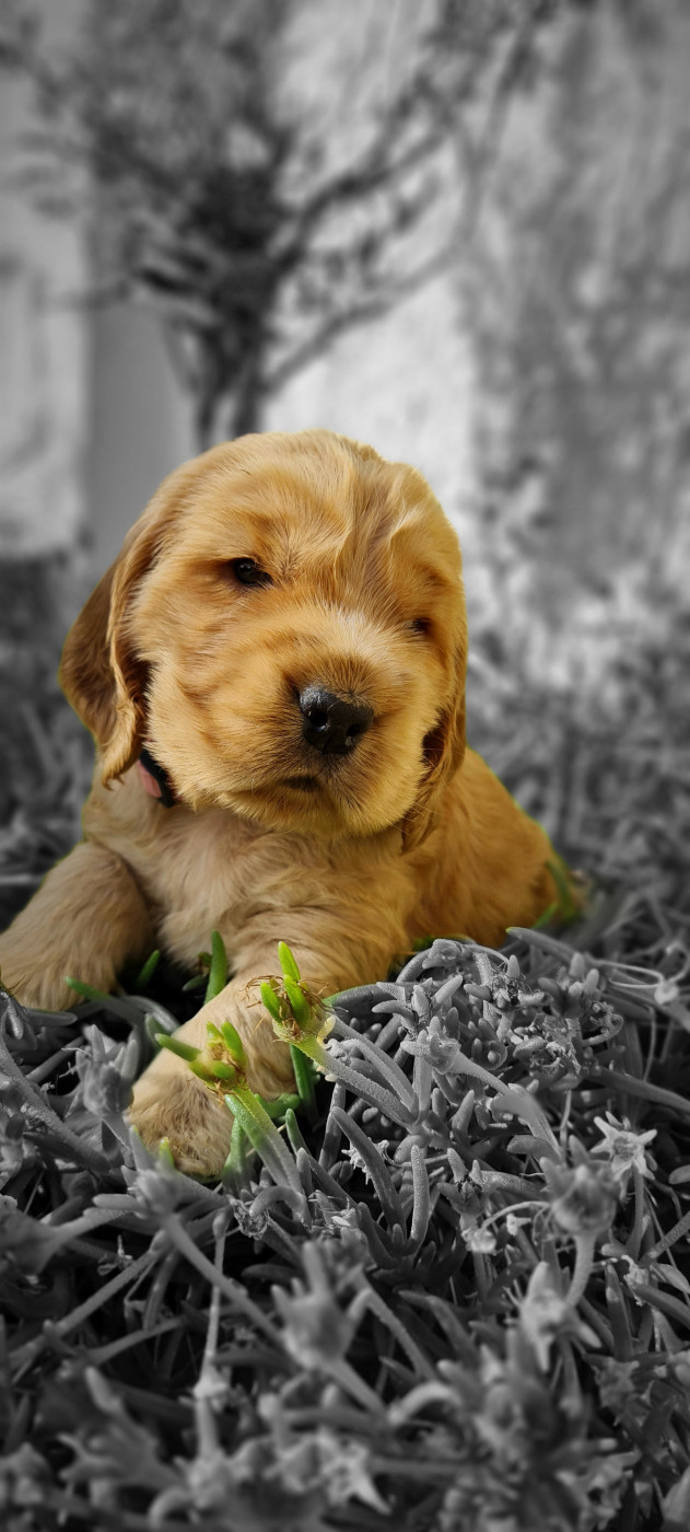 du Grand Cougnot - Chiots disponibles - Cocker Spaniel Anglais