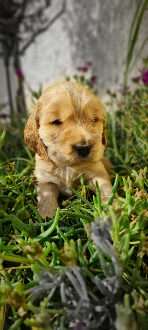 du Grand Cougnot - Chiots disponibles - Cocker Spaniel Anglais