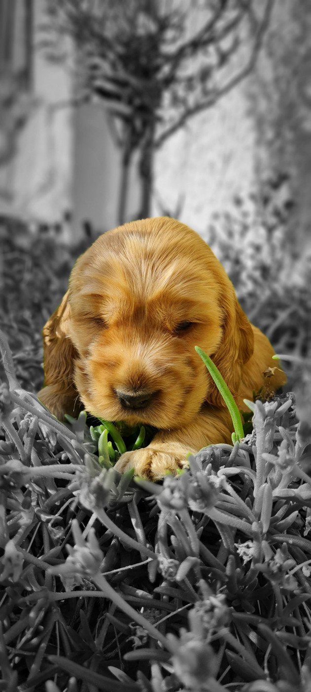 du Grand Cougnot - Chiots disponibles - Cocker Spaniel Anglais