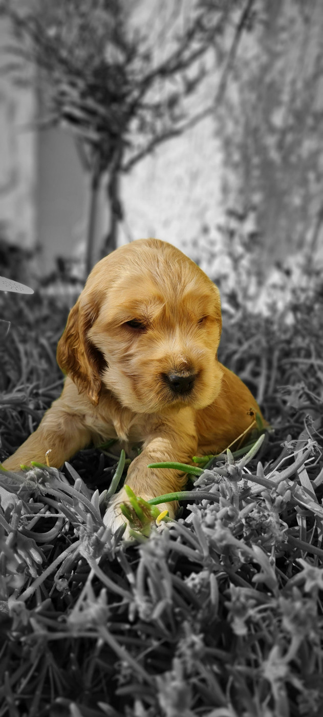 du Grand Cougnot - Chiots disponibles - Cocker Spaniel Anglais
