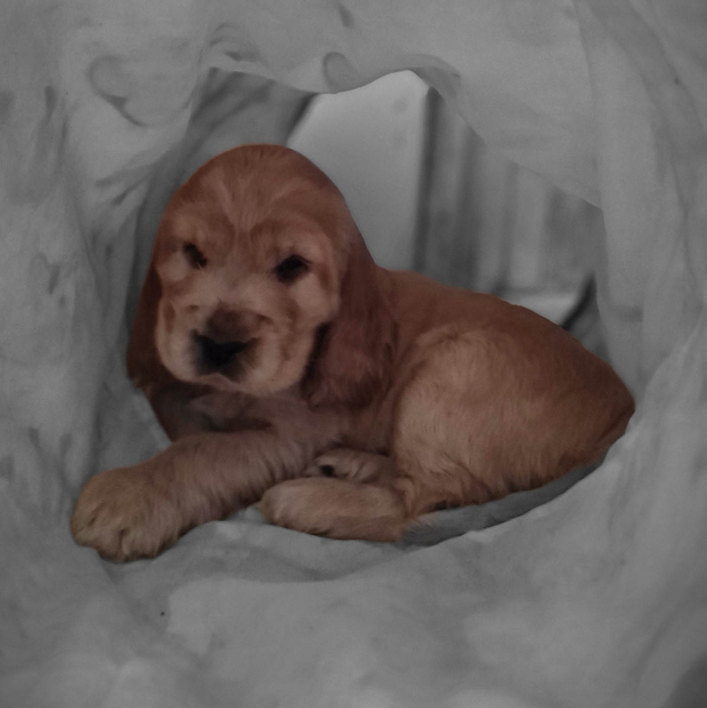 du Grand Cougnot - Chiots disponibles - Cocker Spaniel Anglais