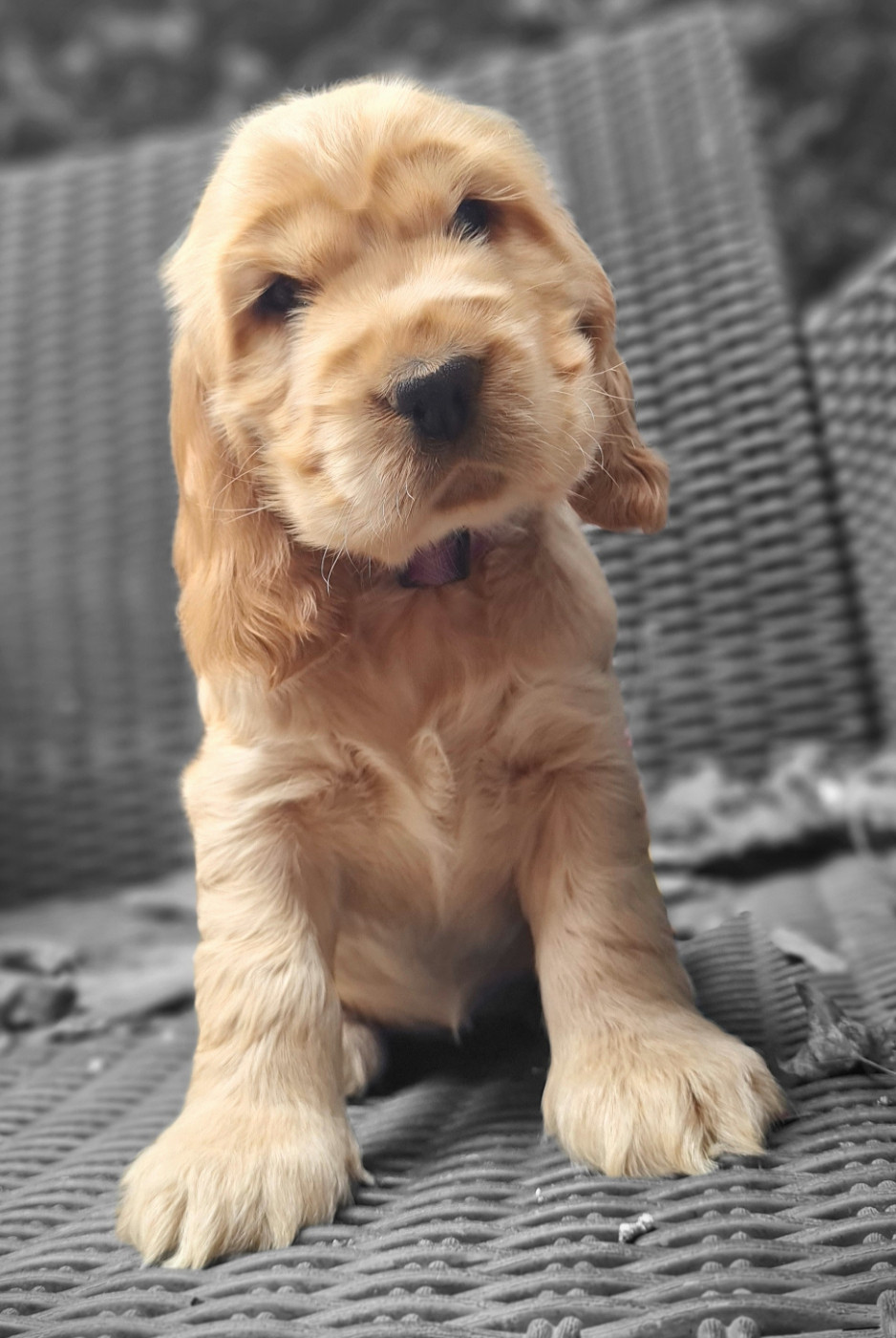 du Grand Cougnot - Chiots disponibles - Cocker Spaniel Anglais
