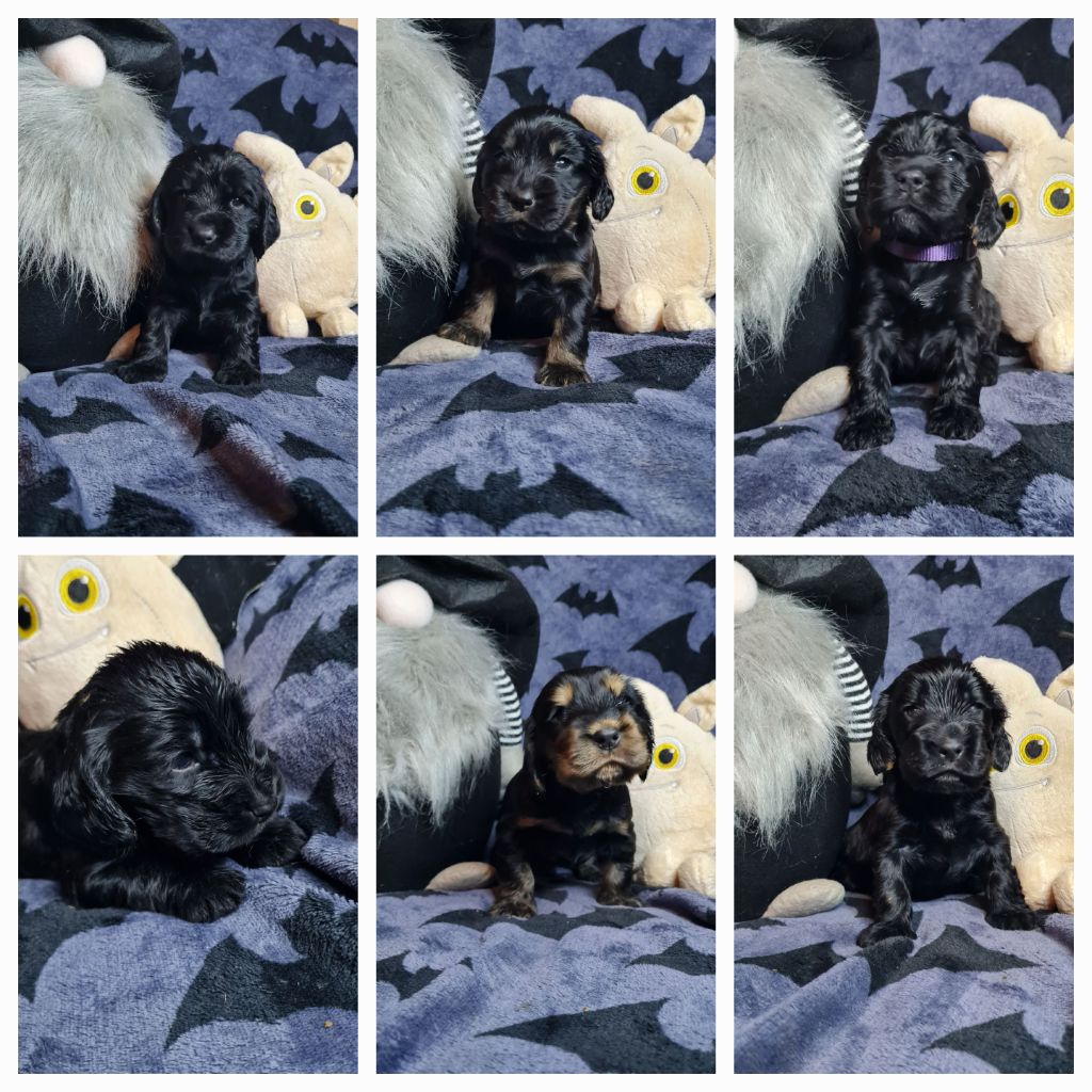 du Grand Cougnot - Cocker Spaniel Anglais - Portée née le 29/09/2025