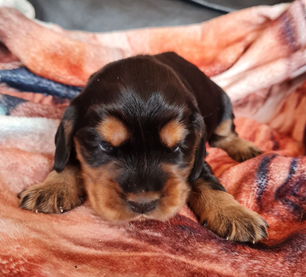 du Grand Cougnot - Chiots disponibles - Cocker Spaniel Anglais