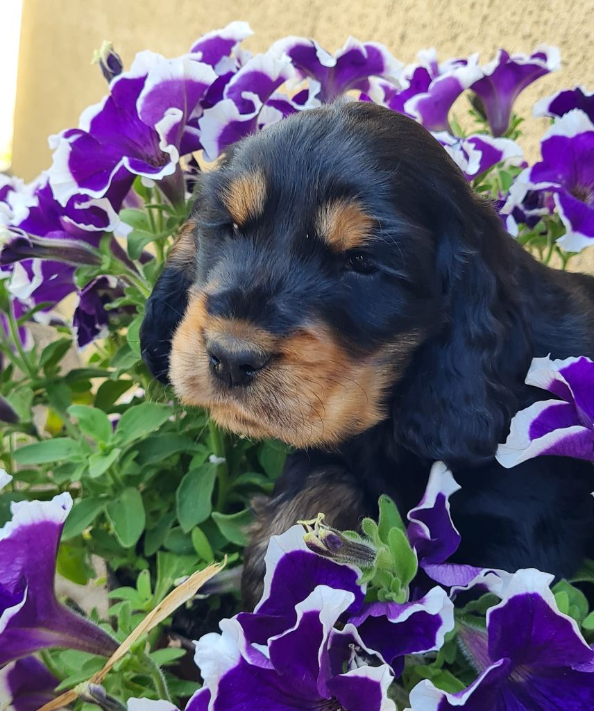du Grand Cougnot - Chiots disponibles - Cocker Spaniel Anglais