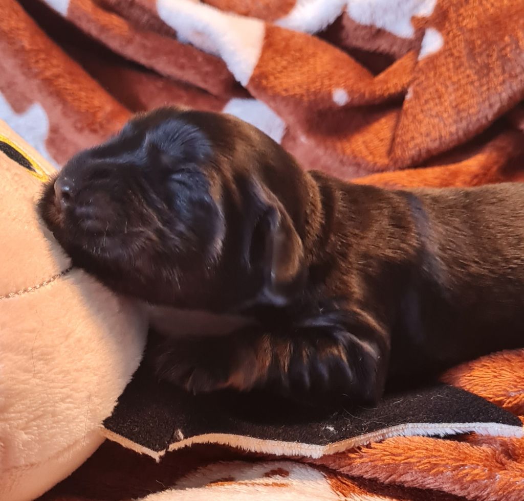 du Grand Cougnot - Chiots disponibles - Cocker Spaniel Anglais