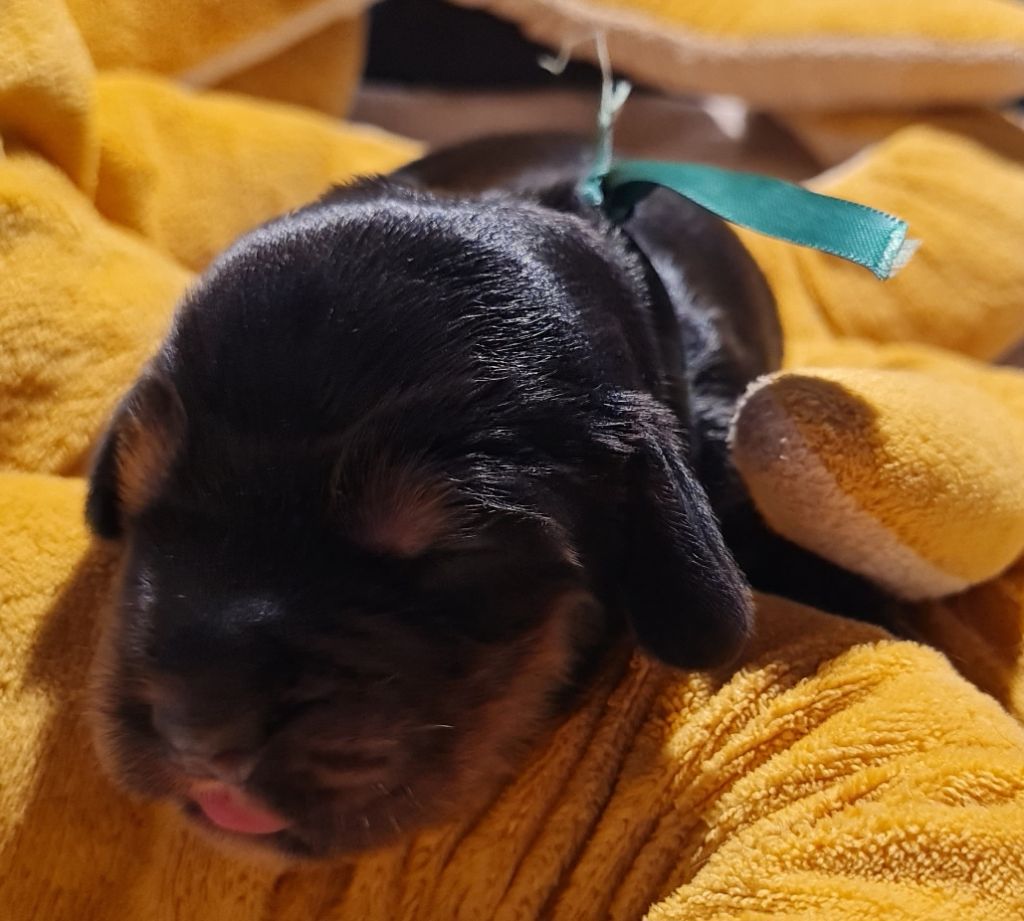 du Grand Cougnot - Chiots disponibles - Cocker Spaniel Anglais