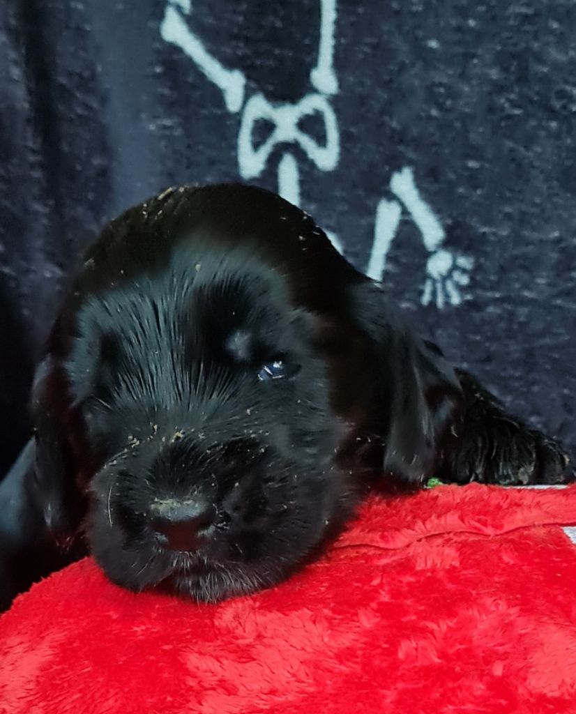du Grand Cougnot - Chiots disponibles - Cocker Spaniel Anglais
