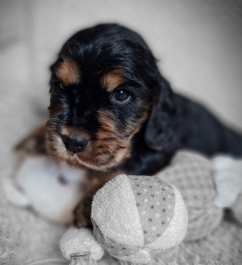du Grand Cougnot - Chiots disponibles - Cocker Spaniel Anglais
