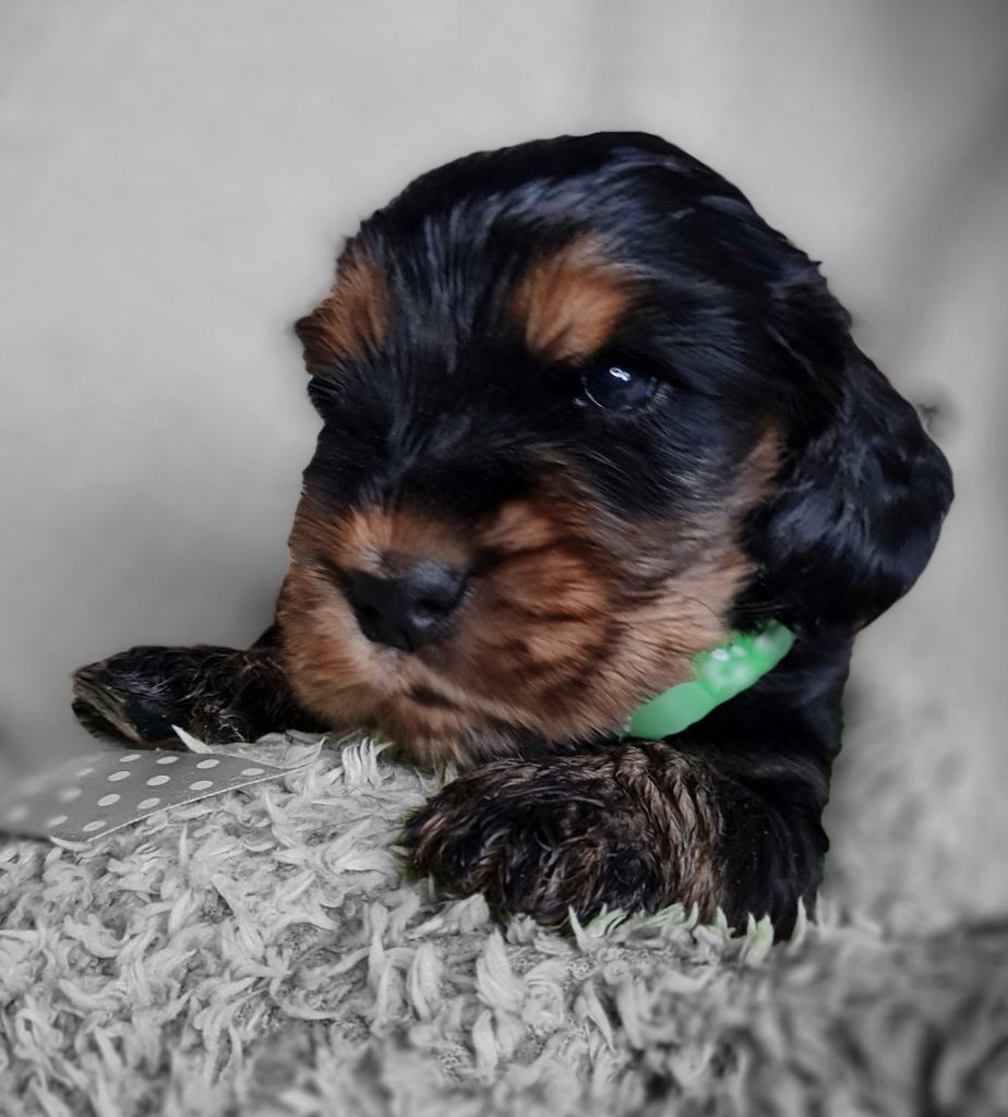 du Grand Cougnot - Chiots disponibles - Cocker Spaniel Anglais