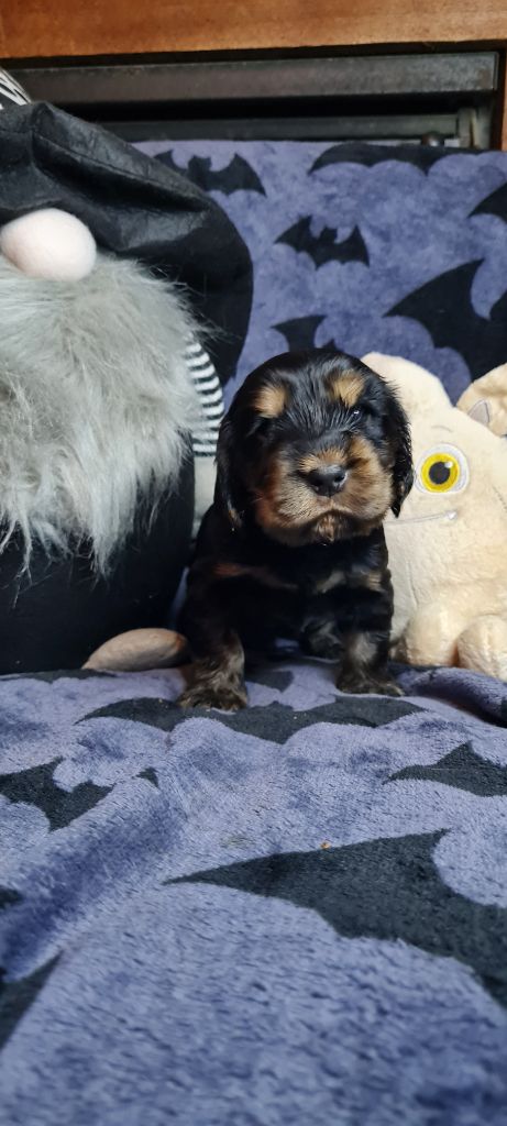 du Grand Cougnot - Chiots disponibles - Cocker Spaniel Anglais
