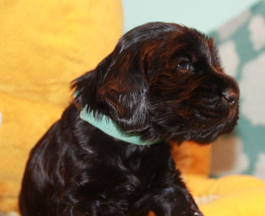 du Grand Cougnot - Chiots disponibles - Cocker Spaniel Anglais