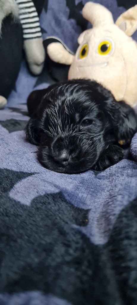 du Grand Cougnot - Chiots disponibles - Cocker Spaniel Anglais