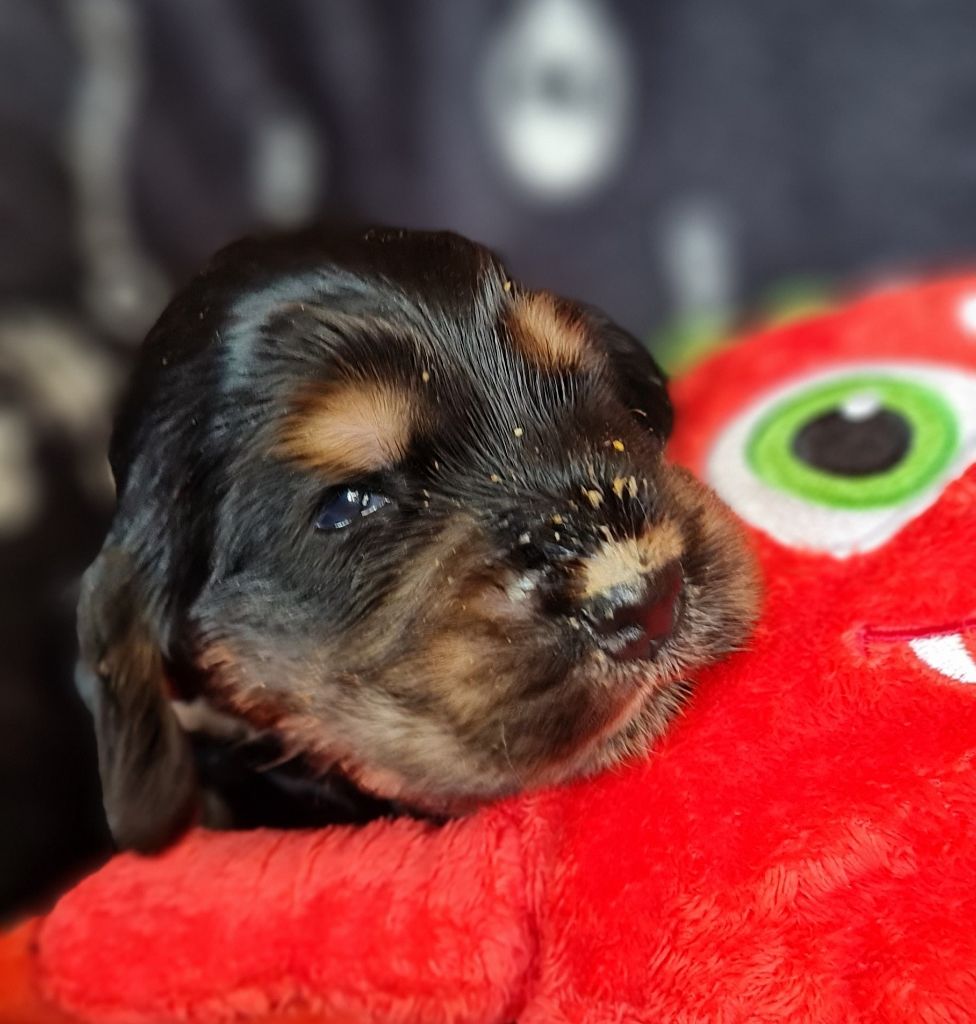 du Grand Cougnot - Chiots disponibles - Cocker Spaniel Anglais