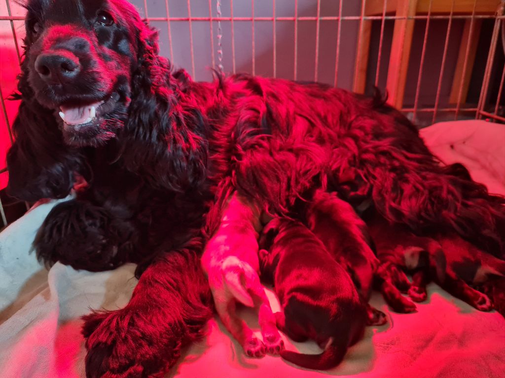 Chiot Cocker Spaniel Anglais du Grand Cougnot