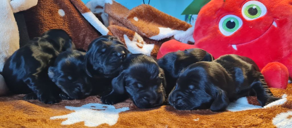 Chiot Cocker Spaniel Anglais du Grand Cougnot