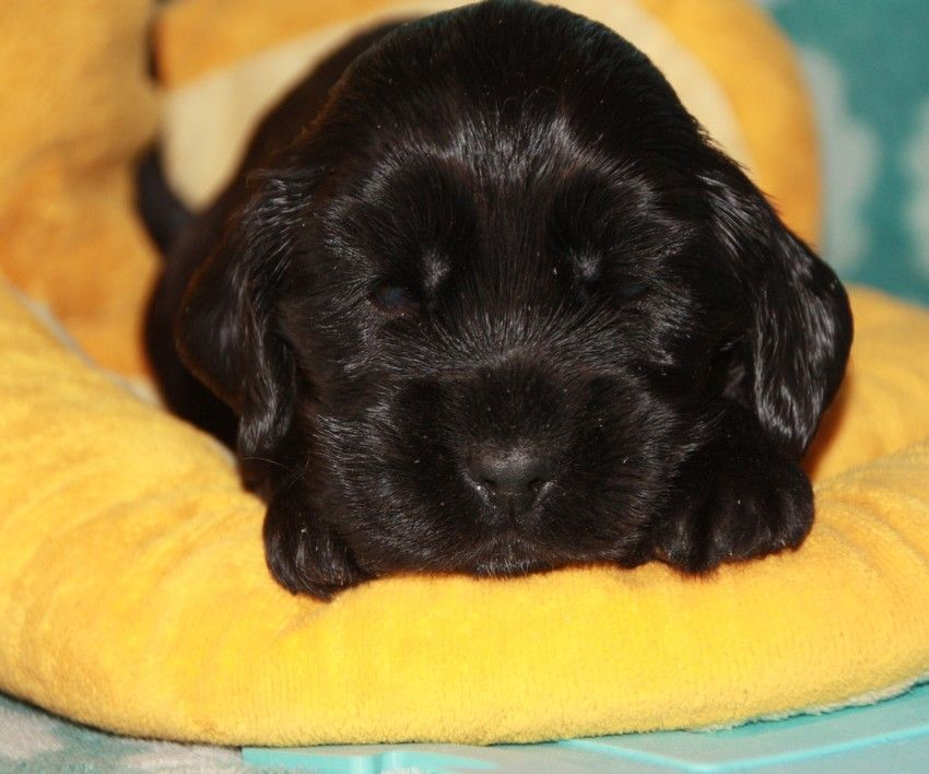 du Grand Cougnot - Chiots disponibles - Cocker Spaniel Anglais