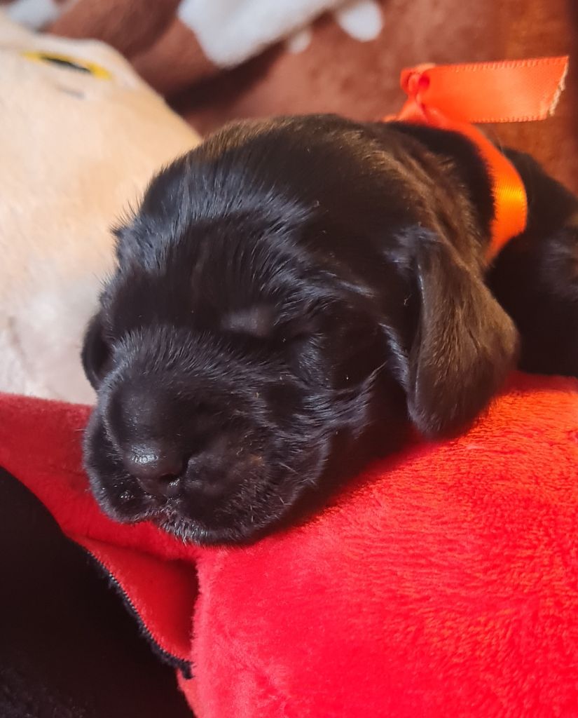 du Grand Cougnot - Chiots disponibles - Cocker Spaniel Anglais