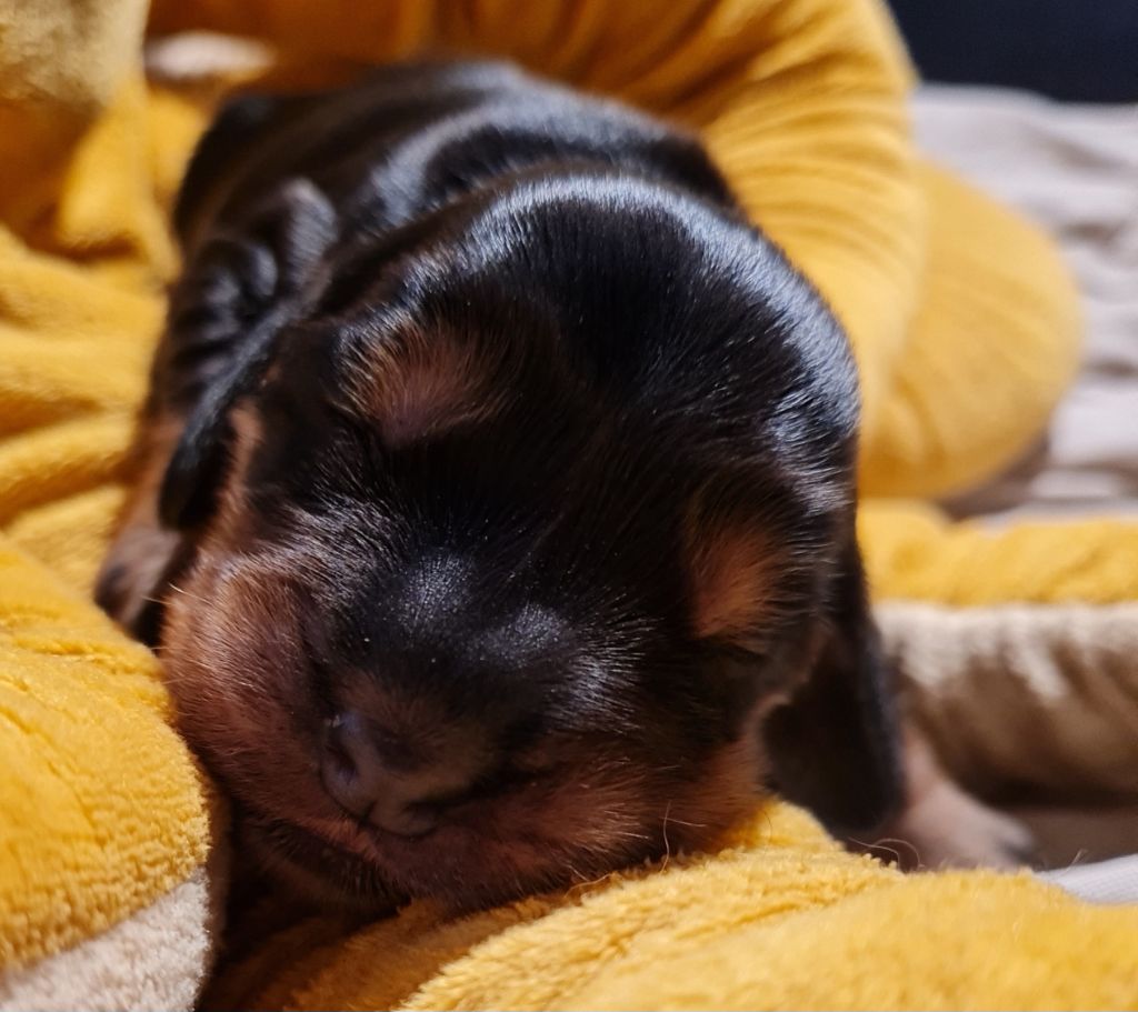du Grand Cougnot - Chiots disponibles - Cocker Spaniel Anglais