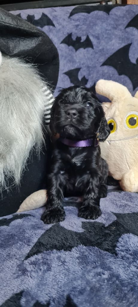 du Grand Cougnot - Chiots disponibles - Cocker Spaniel Anglais
