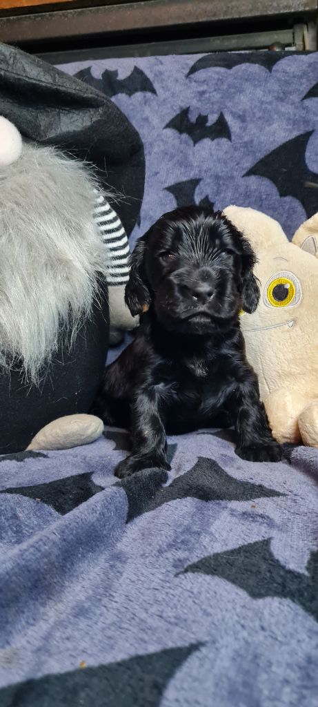 du Grand Cougnot - Chiots disponibles - Cocker Spaniel Anglais
