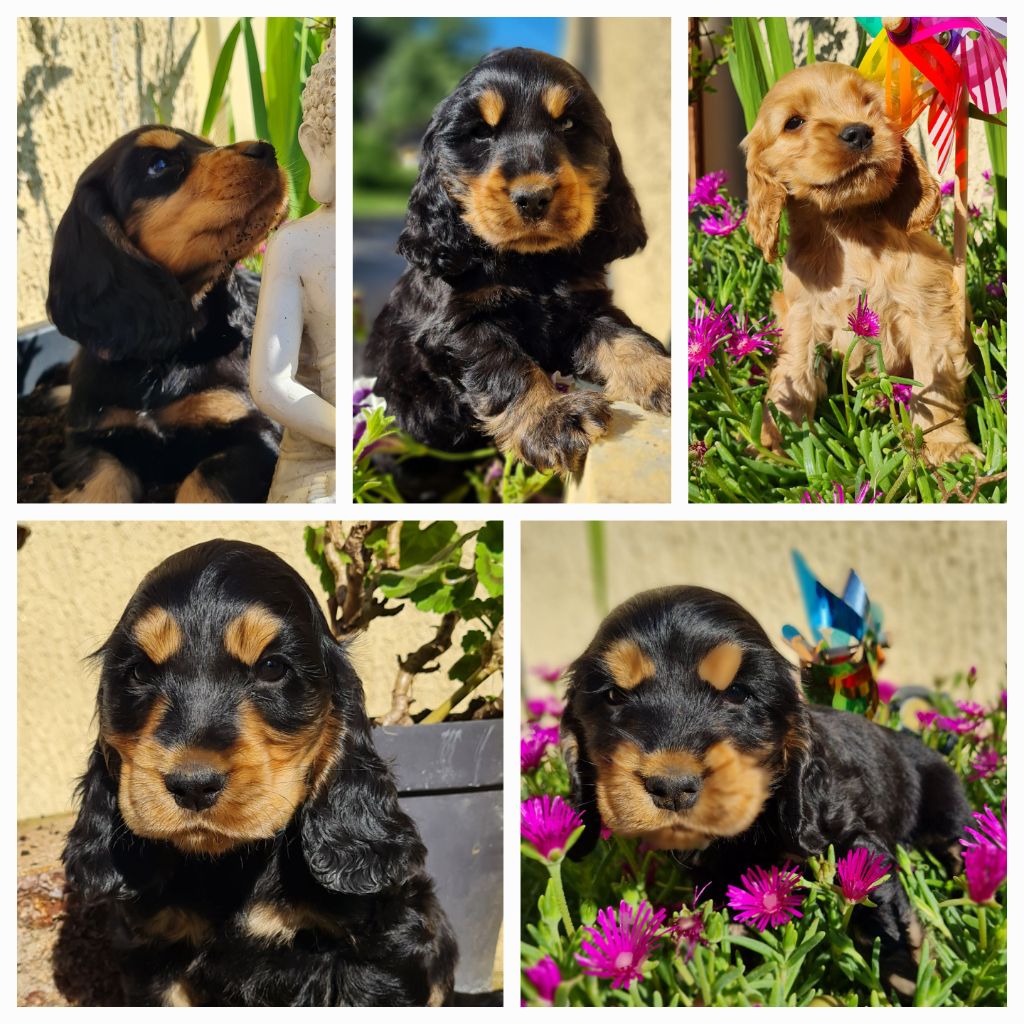 Chiot Cocker Spaniel Anglais du Grand Cougnot