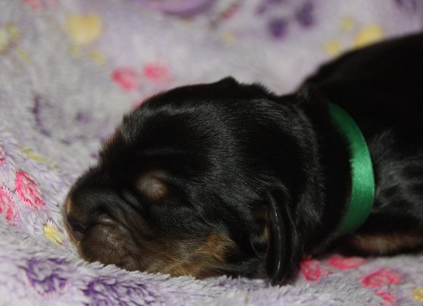 du Grand Cougnot - Chiots disponibles - Cocker Spaniel Anglais