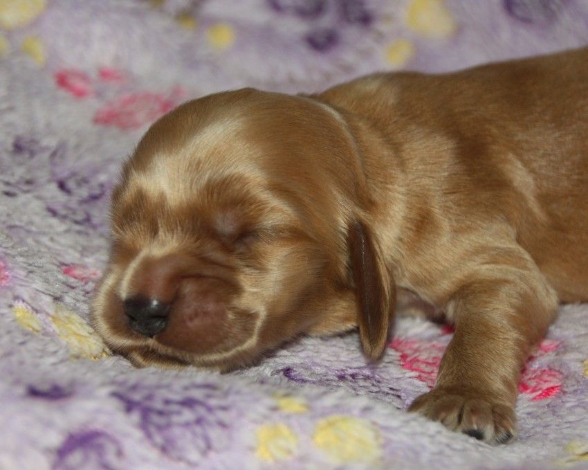 du Grand Cougnot - Chiots disponibles - Cocker Spaniel Anglais