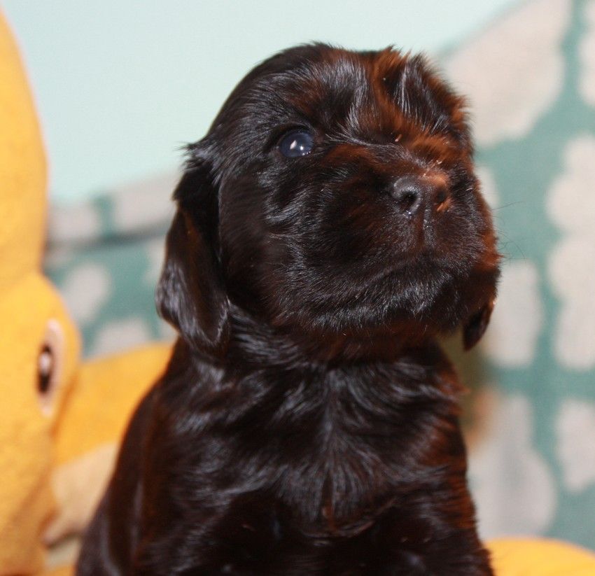 du Grand Cougnot - Chiots disponibles - Cocker Spaniel Anglais