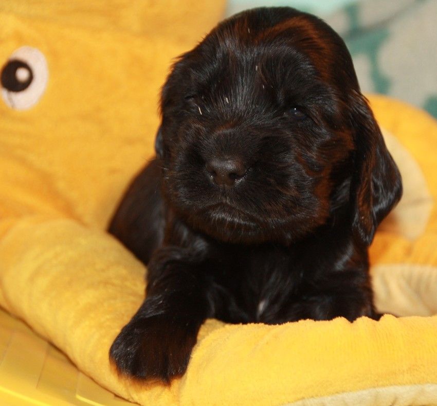 du Grand Cougnot - Chiots disponibles - Cocker Spaniel Anglais