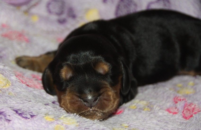 du Grand Cougnot - Chiots disponibles - Cocker Spaniel Anglais