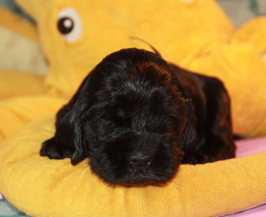 du Grand Cougnot - Chiots disponibles - Cocker Spaniel Anglais