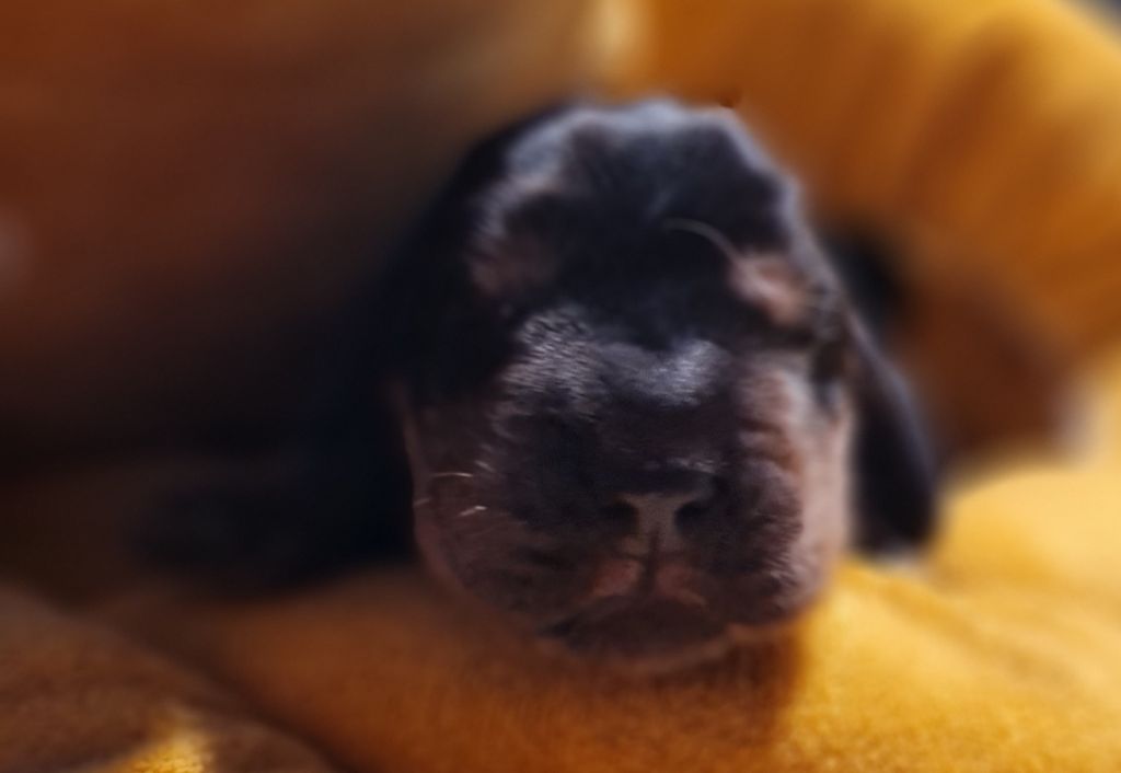 du Grand Cougnot - Chiots disponibles - Cocker Spaniel Anglais