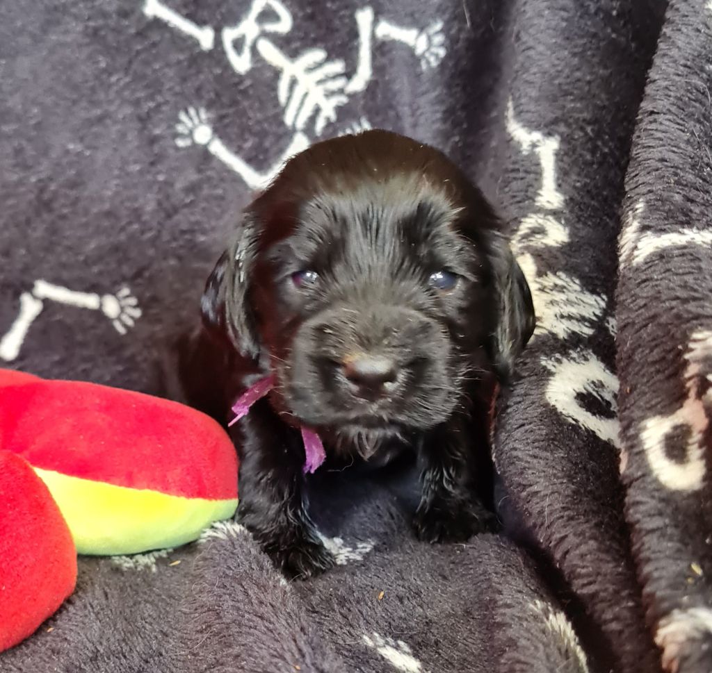 du Grand Cougnot - Chiots disponibles - Cocker Spaniel Anglais
