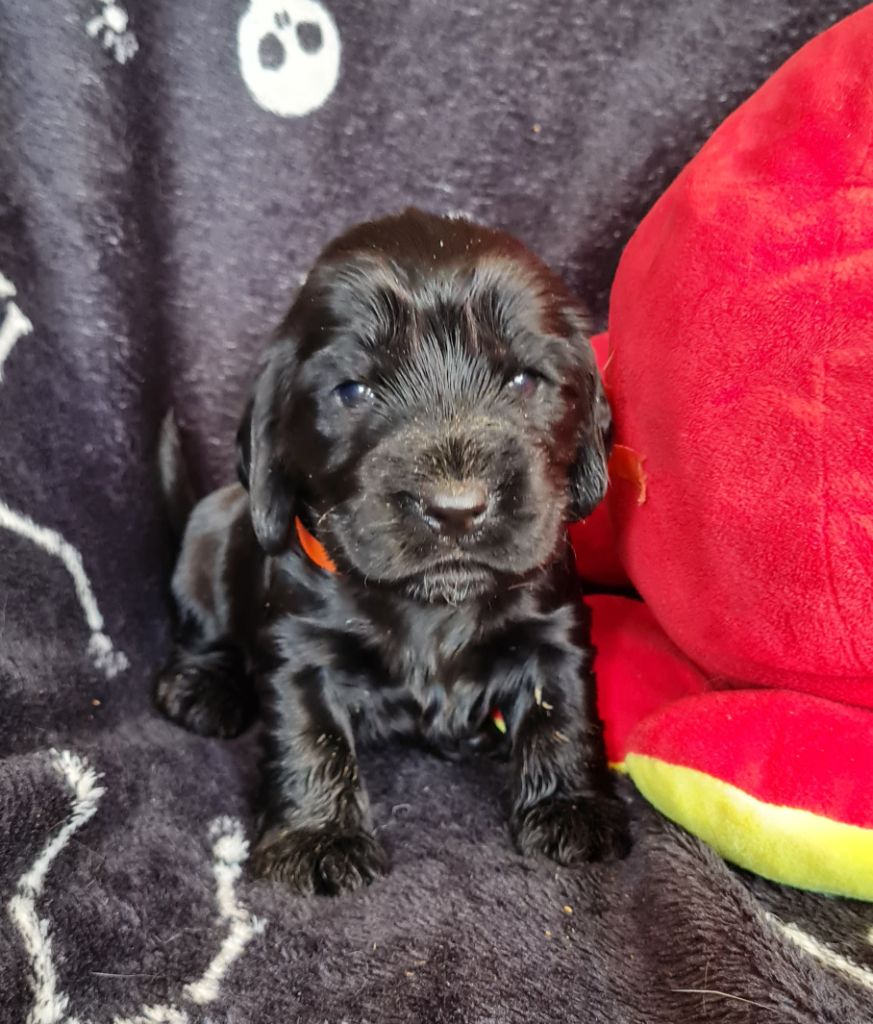 du Grand Cougnot - Chiots disponibles - Cocker Spaniel Anglais