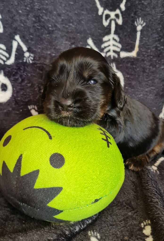 du Grand Cougnot - Chiots disponibles - Cocker Spaniel Anglais