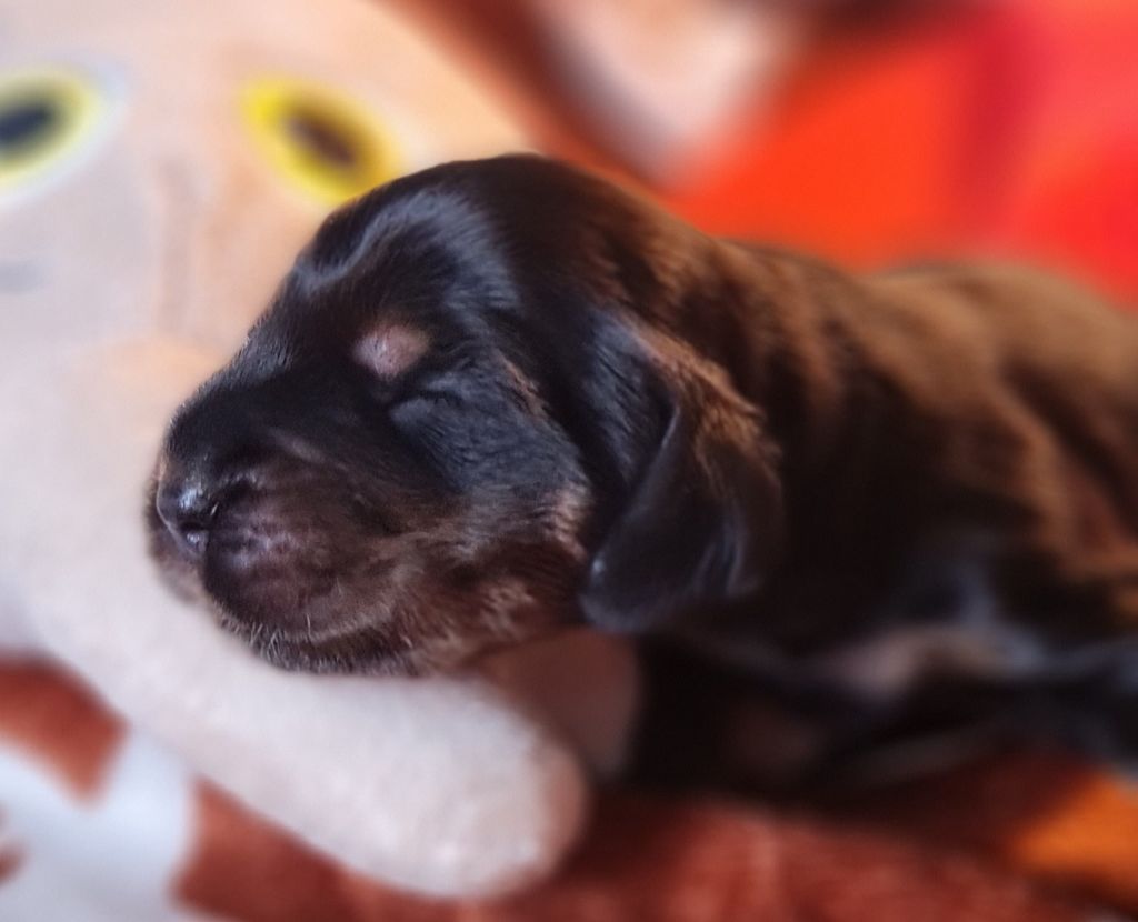 du Grand Cougnot - Chiots disponibles - Cocker Spaniel Anglais