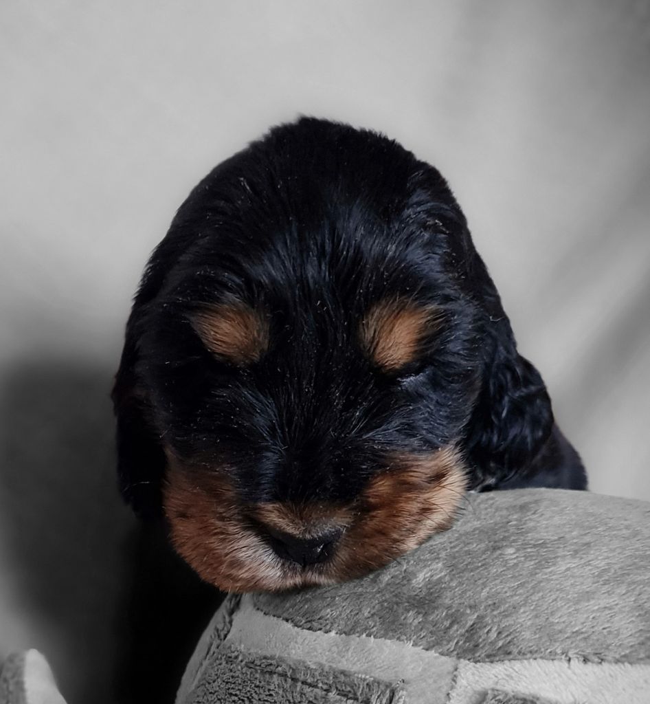du Grand Cougnot - Chiots disponibles - Cocker Spaniel Anglais