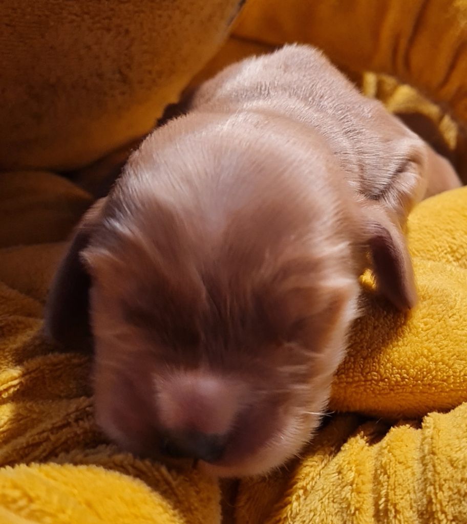 du Grand Cougnot - Chiots disponibles - Cocker Spaniel Anglais
