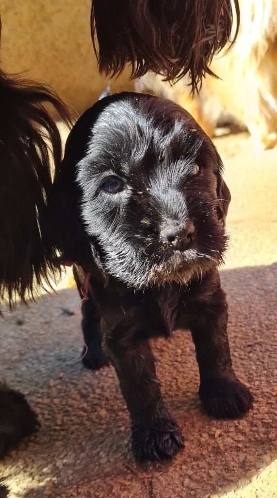 du Grand Cougnot - Chiots disponibles - Cocker Spaniel Anglais