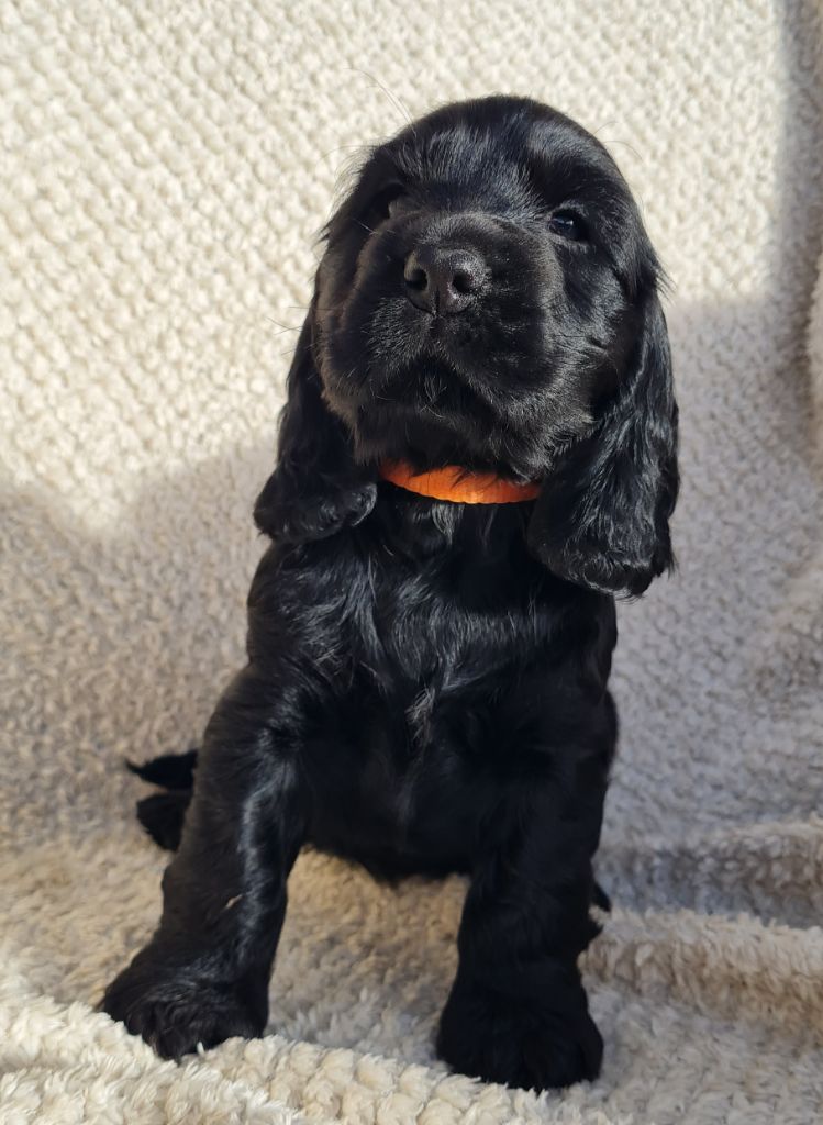 du Grand Cougnot - Chiots disponibles - Cocker Spaniel Anglais
