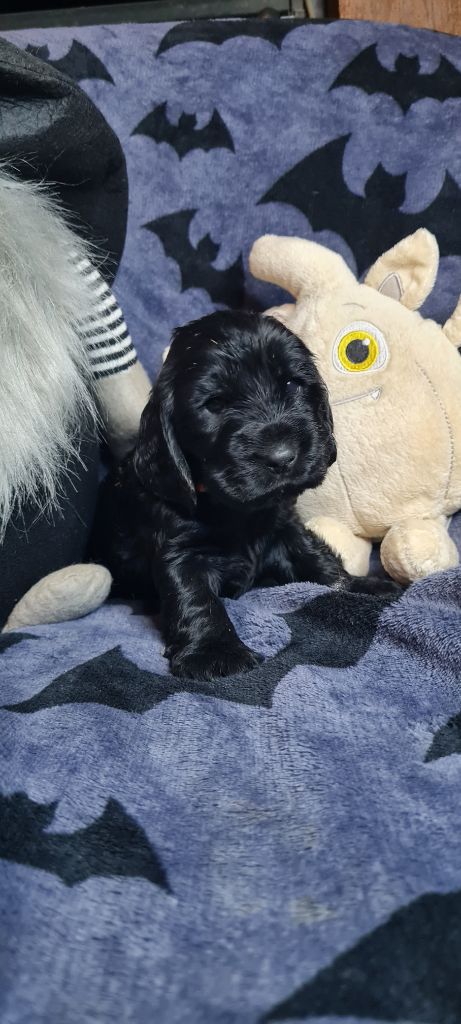du Grand Cougnot - Chiots disponibles - Cocker Spaniel Anglais